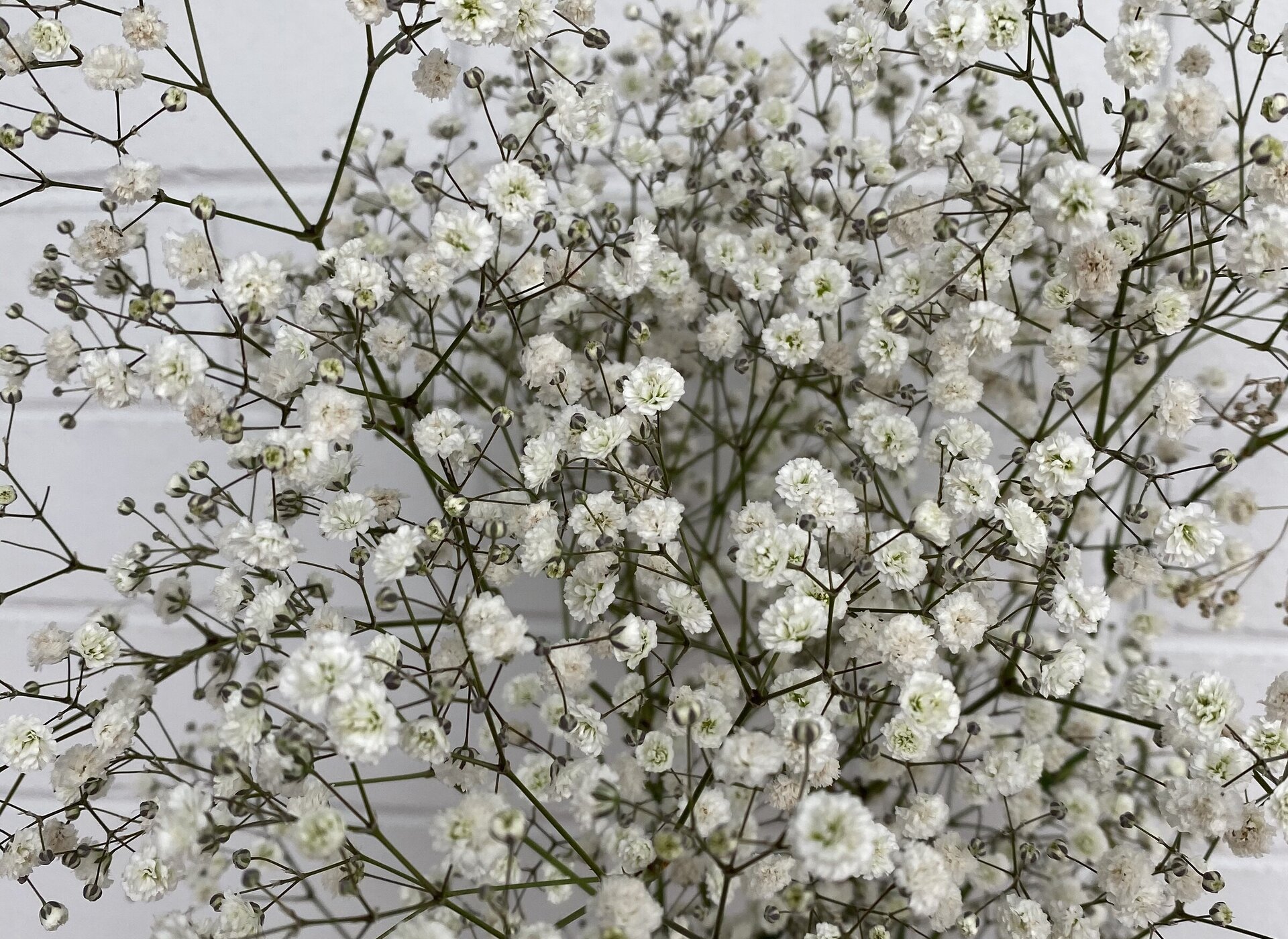 CAMBRIDGE FLORIST NZ / FRESH FLOWERS/PLANTS/GIFTS/ JEWELLERY Ivy Florist